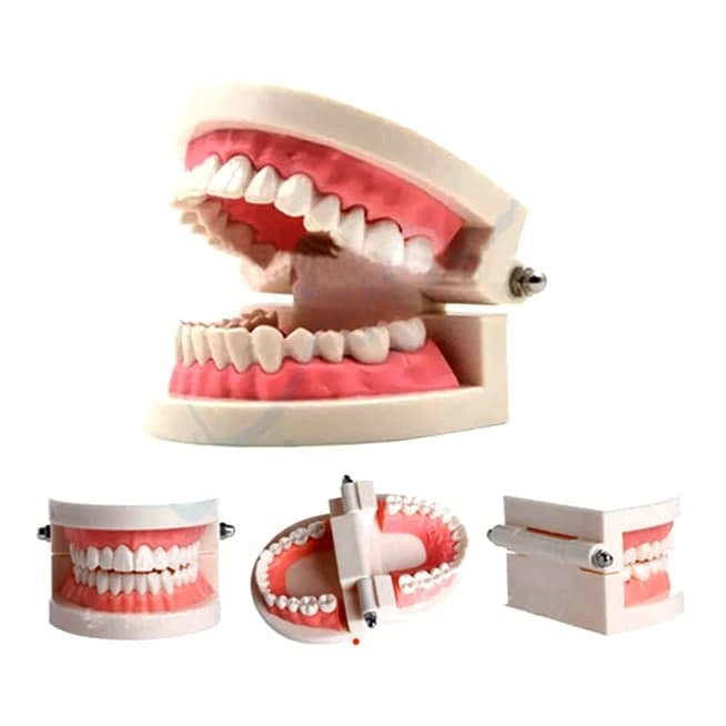 مولاژ دندان آموزش مسواک کوچک(اندازه طبيعي) 